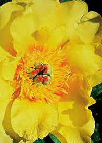 Paeonia Itoh 'Sequestered Sunshine'